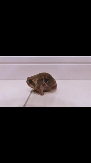 #greenscreenvideo #frog#frogs#frogsoftiktok#froggies#phrog#animals#animalsoftiktok#monkeyfrog#frogspawn#spawn#pet#petfrog#amphibians#reptile#bug#bugs#froggy#frogsontiktok#dumpy#dumpytreefrog#dumpytreefrogs#frogsoundchallange#frogsong#exoticpets #toad#toads#toadsoftiktok#tadpoles#frogeggs#budgettsfrog#pacmanfrog#rainfrog#milkfrog#pixiefrog#bullfrog#bullfrogs#glassfrog#greenfrog#hornedfrog#ribbit#creek#water#stream#river#lake#pond#bog#nature#africanbullfrog#africanbullfrogs#PetSmartMadeMeBuyIt #pe