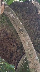 12K views · 281 reactions | Take another look at that termite nest...