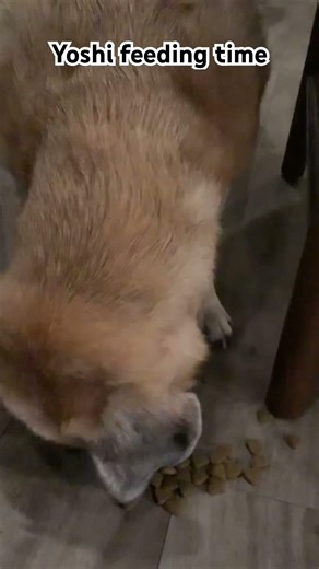 Meatloaf feeds Yoshi #puggle #yoshi #dog