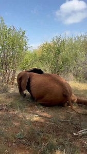 Korbessa, our ‘little frog,’ is rolling into position. She briefly tried napping in a new way, but her signature amphibious squat will always win out! If you’ve read Korbessa’s rescue story, this won’t be the first time you’ve heard her nickname. Whether she’s lounging in the bush or lazing in the mud bath, she likes to sit with her legs splayed out. It’s not a position usually preferred by elephants — but Korbessa is no ordinary elephant! — We rescued Korbessa as a tiny orphan and will care for