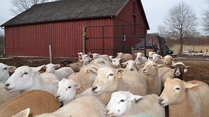 NJ Conservation Foundation preserves two more farms in Bedminster