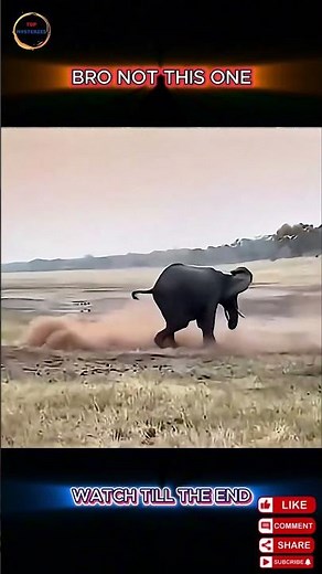 Fearless Honey Badger vs Python AND Elephant – Insane Battles You Won't Believe!