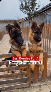 7.3K views · 941 reactions | Best Exercise For A German Shepherd 瑩❓ | Dogs Your Friends Forever | Facebook