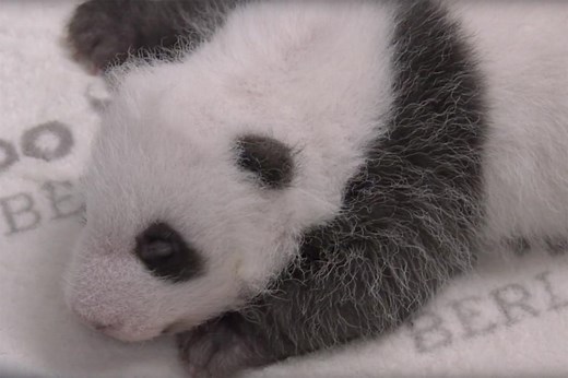 Zoo releases video of adorable baby pandas cuddling with mom