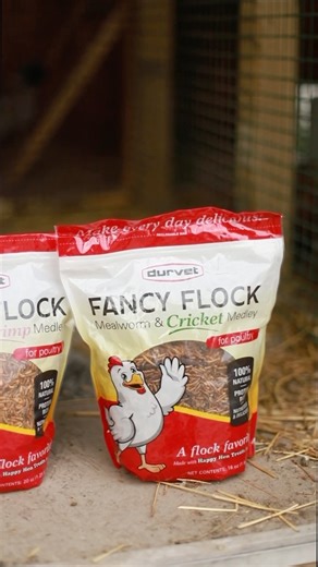 Treat your flock with Fancy Flock’s 100% all-natural treats! Whether fed straight from your hand, scattered on the ground, or served in a dish, our premium blend of whole dried mealworms and shrimp or crickets is the perfect treat! 🐥🐔 #ChickenFlock #ChickenTreats #HealthyAnimals | Durvet, Inc.