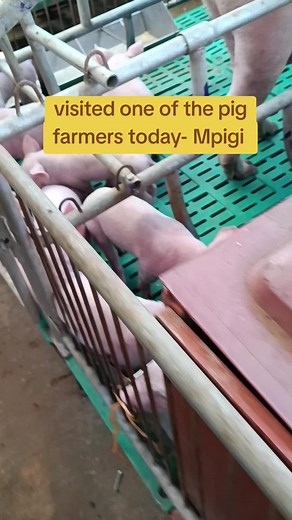 I do farm visits to all pig farmers so that they improve their farms towards profitability 👌 #farmlife #farmvisits #ypa @profitablefarm @PRESIDENT MUSEVENI OFFICIAL @My farm-experience 🐖🐤🐄🐐 @chinaporkvas