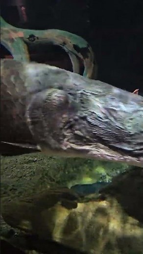 Red Tail Catfish & Arapaima Up Close! Amazing Aquatic Giants 🐟✨