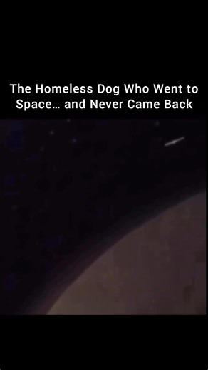 Laika was a small, mixed-breed stray dog living on the streets of Moscow in the 1950s. Soviet scientists chose her for the space program mainly because she was calm, small, and used to stressful conditions — qualities they thought might help her survive a spaceflight. Only female stray dogs were used for these tests because they were believed to adapt better to confinement. Her name comes from the Russian word meaning “barker,” and before her mission she was reportedly given basic training — fro