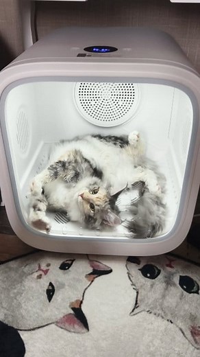 11K views · 258 reactions | Klaryssa se pregătește pentru expoziția internațională felină de la București, 22-23 noiembrie la Cineplexx Titan. Vă așteptăm să ne cunoașteți 殺❤️ #EveryDayInOurHouse #SweetBabies #BeautifulBabies #AmazingCats #AmazingCharacter #HugeCats #HugePaws #LoveMyCats #mainecoon #mainecooncat #MaineCoonRomania #Mapuseta #viralreelsvideo #viralreels #viralvideo #viral #fyp | Nutzy's Mapuseta - N's Mapuseta cattery RO | Facebook