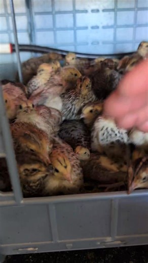 When they all know you're coming and want to say Hi at the same time 😅 These quail babies just hit 2 weeks old, one more week and they will be big enough to leave the brooder. I'll add for those not educated in raising chicks -- they are in a brooder. It's enclosed and draft free because chicks cannot regulate their own body heat. Particularly because it's been chilly here the last bit, they will stay in here one more week. If they go outside before that, they do not survive. No, there are not