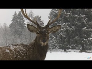 Exclusiv în România: Cel mai mare parc natural de animale din ţară (@TVR1)