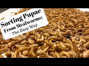 Sorting Pupae from Mealworms: The Easy Way