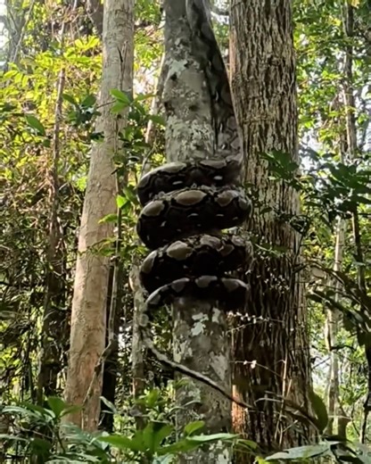 349K views · 4.5K reactions | I don't know whether to be scared or impressed  | UNILAD Adventure | Facebook