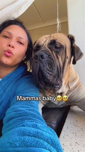 Companionship with My Beloved Raptor, the Boerboel