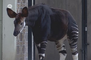 Okapi Zoo