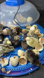 37 Eggs Mini Egg incubator - Hatched many chhicks