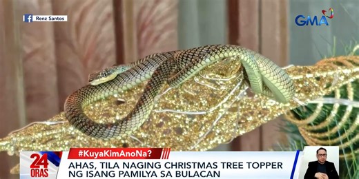 Paradise flying tree snake found perched on Christmas tree topper in Bulacan