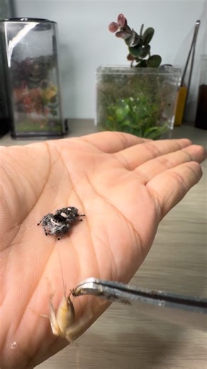 303K views · 40K reactions | She is back! This Oreo-looking treat is making a comeback in the reels. I haven’t had the chance to properly interact with her due to LIFE but here she is. #jumpingspider #regaljumpingspider #orange #love #spider #insects #pets #fyp #tarantulas #animals #enclosure #cute #phidippusregius | Ace Metallica | Facebook