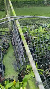 4.7K views · 100 reactions | Giải cứu vườn lan giúp e cả nhà ơi! Tết tới nơi rồi mà cảnh như thế này buồn quá, ko biết tết này ra sao luôn, ace công nhân viên chờ dụ mùa này, mà giờ thế này ko biết tết nay thế nào luôn, buồn quá Tới công chuyện luôn cả nhà ủng hộ e nha | Vườn Hoa Lan Đẹp | Facebook