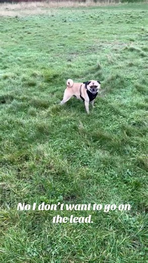Chewbacca the PomPug on TikTok