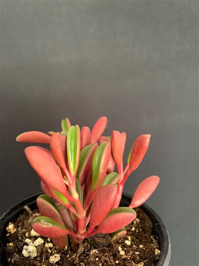 Peperomia Graveolens Ruby Glow in 4" Pot (ships Bareroot) | Colorful Red Succulent Plant | Easy Care - Etsy