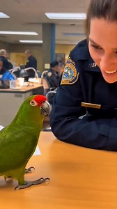66K views · 3.7K reactions | Parrot Teaches Love Lesson in the Police Office 列‍♀️ A green parrot tells the officer to look into his eyes for lesson one. She laughs hard and covers her mouth. Officers behind try to stay quiet. The camera moves in close and captures every blink and every lip synced word with a real phone recording feel. Tags #comedy #funnyvideo #usa #shorts #viral #parrot #police #love #reaction #trending | Smile of Prosperity | Facebook