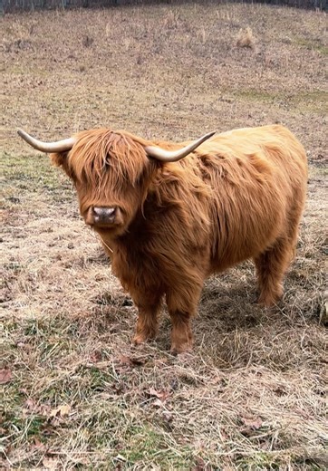 Exploring Highland Cows on the Farm