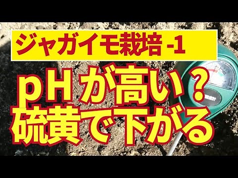 Potato soil preparation. If you want to lower the pH to prevent potato blight, adding sulfur powd...