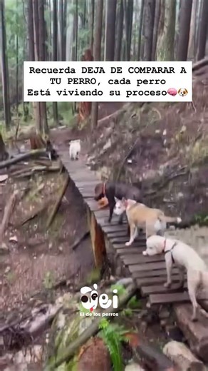 No todos los perros aprenden igual 🐾✨ Cada uno tiene su ritmo, su historia y su forma de entender el mundo. La clave está en descubrir qué lo motiva y respetar su proceso 💛 Educar con empatía crea vínculos verdaderos 🐶 #EducaciónCanina #PerrosFelices #ProfeJei #AprendizajeCanino #VínculoHumanoCanino | Jei El De Los Perros