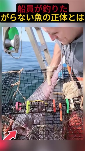 釣りたがらない魚とは？ブルフフィッシュの正体