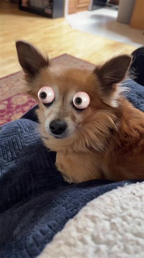 Stephanie Wilson Wal (@stephaniewilsonwalter)’s videos with original sound - Cats Essentials