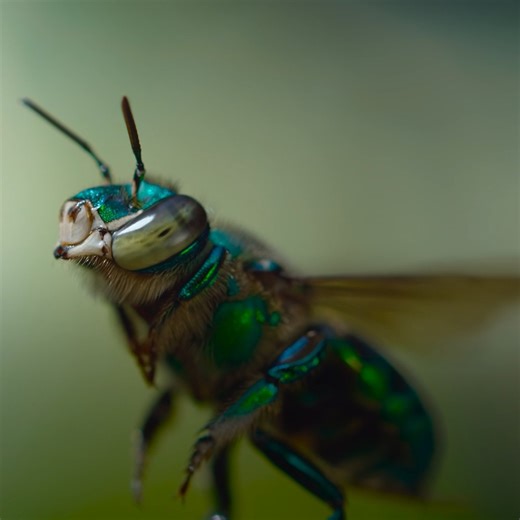 231K views · 2.3K reactions | Now that spring has arrived, it's time to smell the flowers—and give thanks to our bug friends who help make it possible  Narrated by Awkwafina and inspired by Pixar's A Bug's Life, #ARealBugsLife is now streaming on Disney+. | National Geographic Animals | Facebook