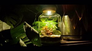 DIY Light up Terrarium Kit: Hand Blown Glass, LED Cork Lid, Full Instructions Included - Etsy UK