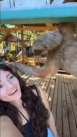 The Animal That Doesn’t Fall Even After Death 😳 | Sloth Shocking Fact #shorts