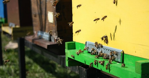 8 choses à savoir avant d’installer une ruche