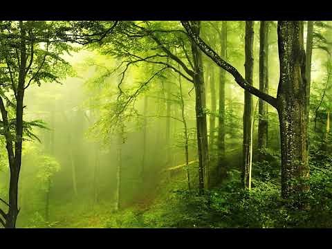 2 hours Forest Sounds | Woodland Ambience I Birds Song I For sleep