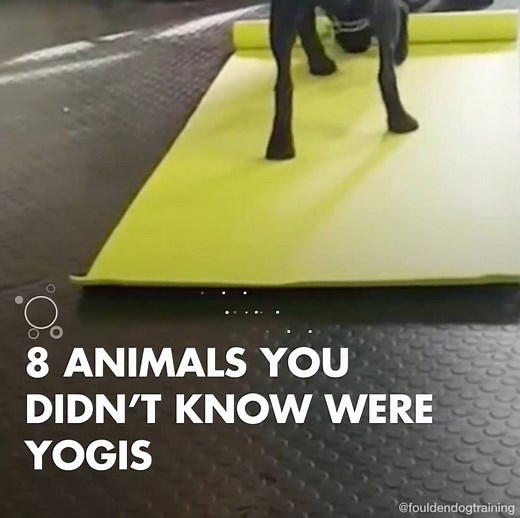 1.7M views · 320 reactions | These animals doing yoga are so cute! | Health | Facebook