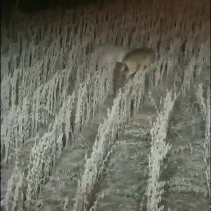 54K views · 375 reactions | Grain Harvest Whitetail This great farmer got front row seats to a whitetail fight and nearly grain harvested them at the same time. #hunting #deer #farming #buckfight #biggame #whitetail | BigGame Forever | Facebook