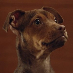 Don't miss the feel-good movie for the whole family! From the author of 'A Dog's Purpose' A DOG'S WAY HOME - In Cinemas February 28 | Sony Pictures