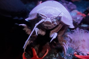 Watch 'giant pill bugs' burrow inside this alligator carcass for legitimate scientific reasons