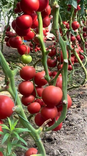 🌿 Straight from the Garden – Fresh Tomatoes🍅 Fresh Tomato Delight🌼 Healthy, Fresh & Delicious Tomato