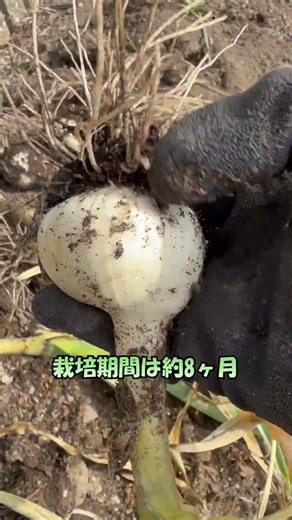 【にんにく栽培】【さび病】＃栄養効果(疲労回復 ・スタミナ)#家庭菜園 ＃shorts