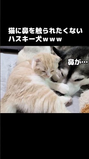 猫に鼻を触られたくないハスキー犬...笑#shorts