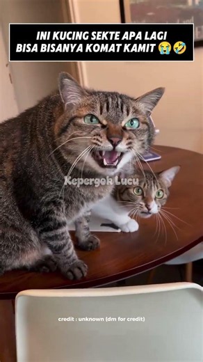 Kucing ini malah mode reog komat-kamit kayak lagi ngebaca jampi-jampi!😭 #videoshort #kucinglucu #cat