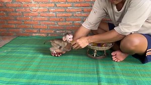 Baby monkey throwing tantrums. . . . . . #animalworld2855 #youtubecontent #youtubevideos #babymonkeytantrums #babymonkeyscreaming #babymonkey #monkey #animals #cutemonkey #Reels #Viral #Trending #Explore #Comedy #Fashion #Photography | Baby Monkeyz