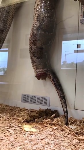 Did you know snakes pee , poop , mate , and give birth out of the same hole ! Its called their cloaca . #fyp #snake #reptiles #nature #education