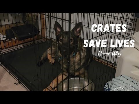 Crate Training is NOT Punishment (Stop Feeling Guilty)