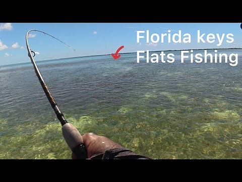 How to catch Big Mangrove Snappers on flats in Florida keys.