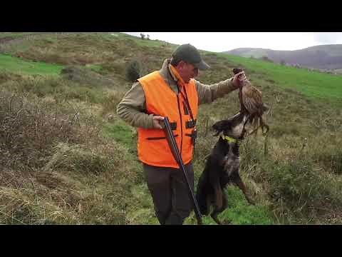 Cazando Faisanes en Entrambasaguas Cantabria