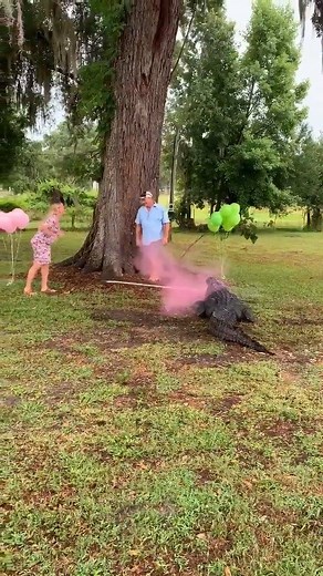 GATOR GENDER REVEAL: Stacie and Chad are expecting, and they decided on a special way to announce the child’s gender: They had their pet alligator, Amos, make the big reveal. 💜🐊💙 MORE: http://bit.ly/2X3qyGk | FOX 13 News - Tampa Bay
